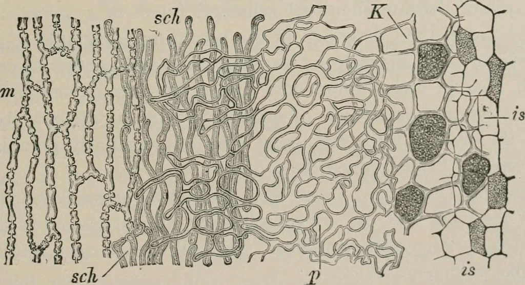 An illustration from The microscopy of vegetable foods, with special reference to the detection of adulteration and the diagnosis of mixtures, 1916, leaf 114