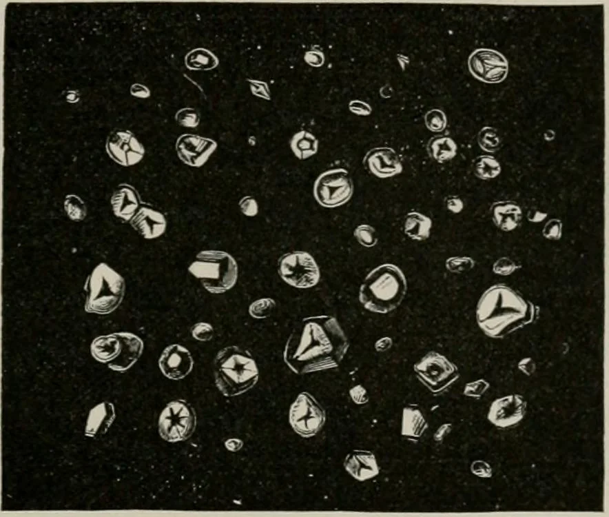 An illustration from The microscopy of vegetable foods, with special reference to the detection of adulteration and the diagnosis of mixtures, 1916, leaf 116