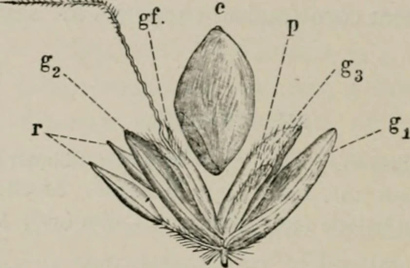An illustration from The microscopy of vegetable foods, with special reference to the detection of adulteration and the diagnosis of mixtures, 1916, leaf 119