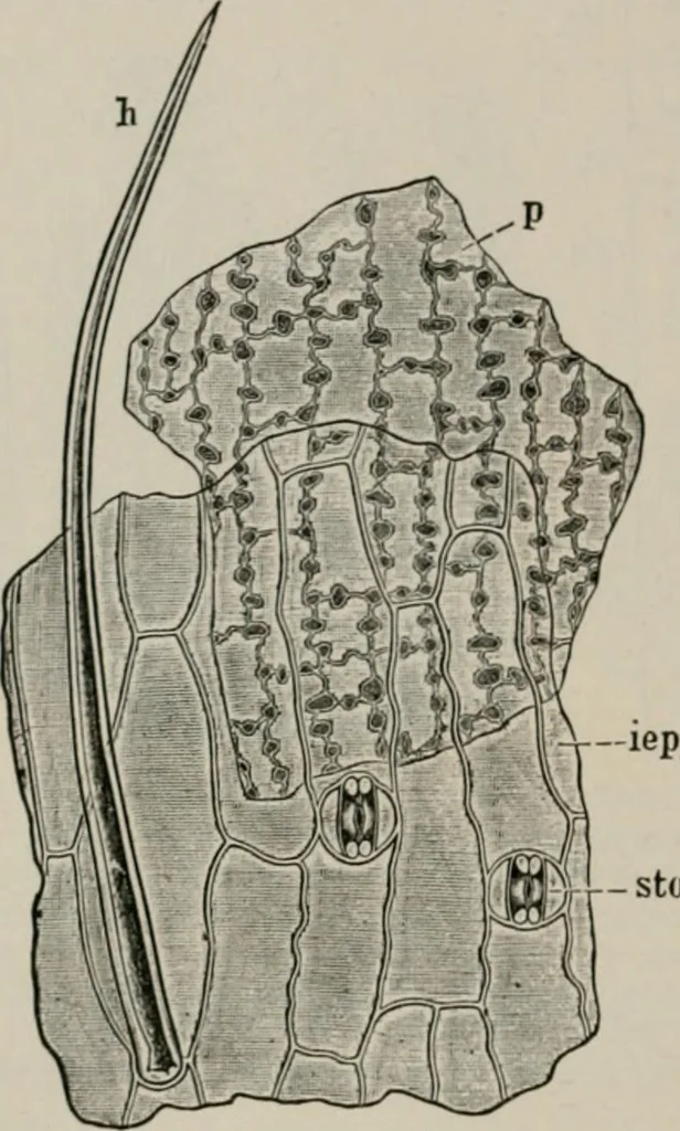 An illustration from The microscopy of vegetable foods, with special reference to the detection of adulteration and the diagnosis of mixtures, 1916, leaf 121