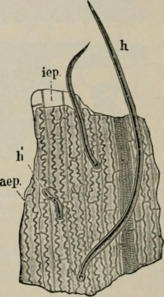 An illustration from The microscopy of vegetable foods, with special reference to the detection of adulteration and the diagnosis of mixtures, 1916, leaf 121