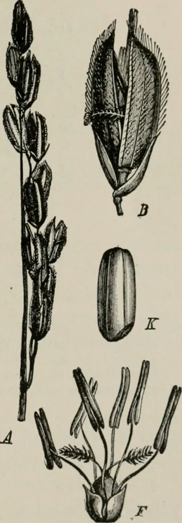 An illustration from The microscopy of vegetable foods, with special reference to the detection of adulteration and the diagnosis of mixtures, 1916, leaf 126