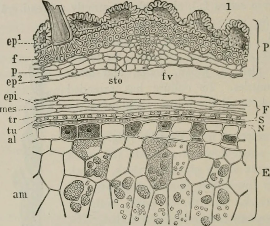 An illustration from The microscopy of vegetable foods, with special reference to the detection of adulteration and the diagnosis of mixtures, 1916, leaf 127
