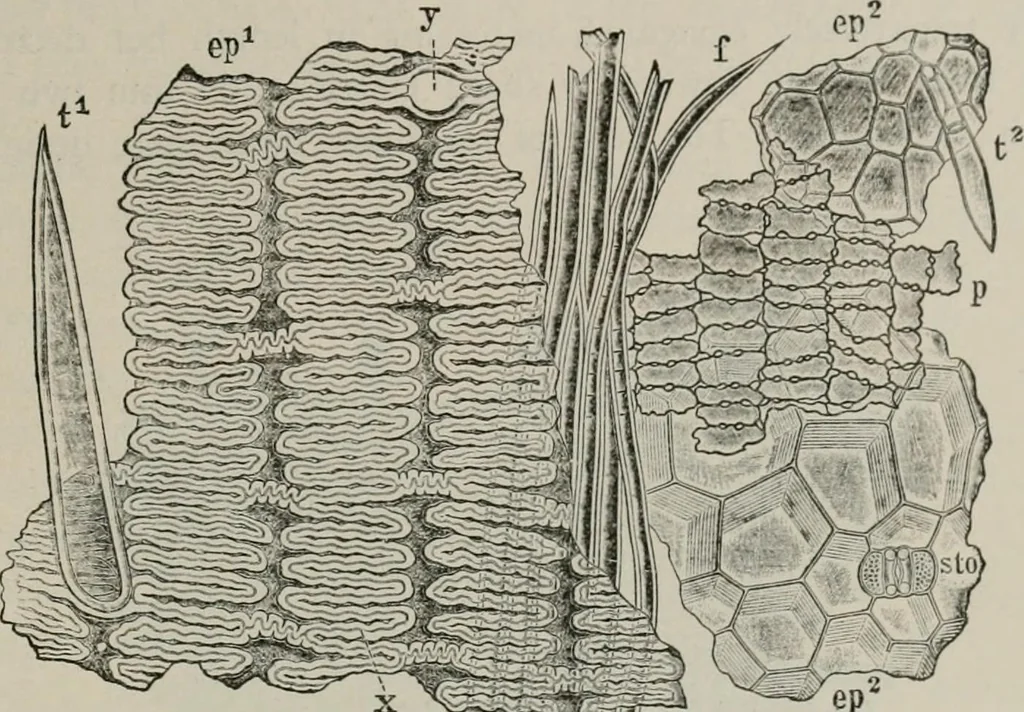 An illustration from The microscopy of vegetable foods, with special reference to the detection of adulteration and the diagnosis of mixtures, 1916, leaf 128