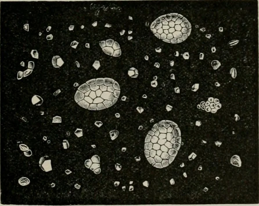 An illustration from The microscopy of vegetable foods, with special reference to the detection of adulteration and the diagnosis of mixtures, 1916, leaf 130