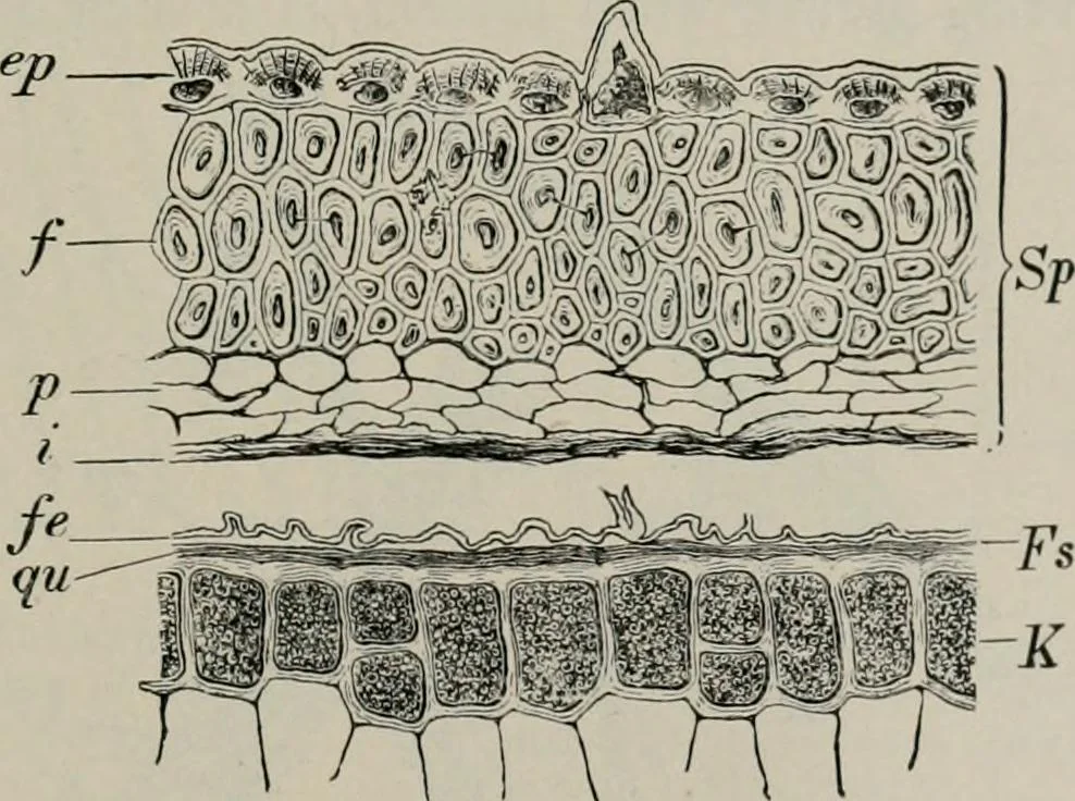 An illustration from The microscopy of vegetable foods, with special reference to the detection of adulteration and the diagnosis of mixtures, 1916, leaf 132