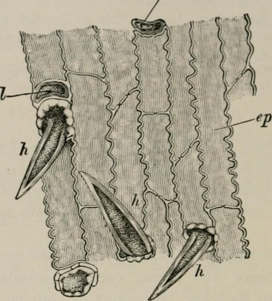 An illustration from The microscopy of vegetable foods, with special reference to the detection of adulteration and the diagnosis of mixtures, 1916, leaf 133