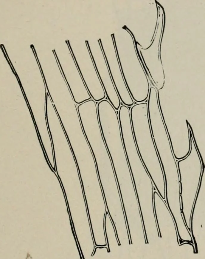 An illustration from The microscopy of vegetable foods, with special reference to the detection of adulteration and the diagnosis of mixtures, 1916, leaf 134