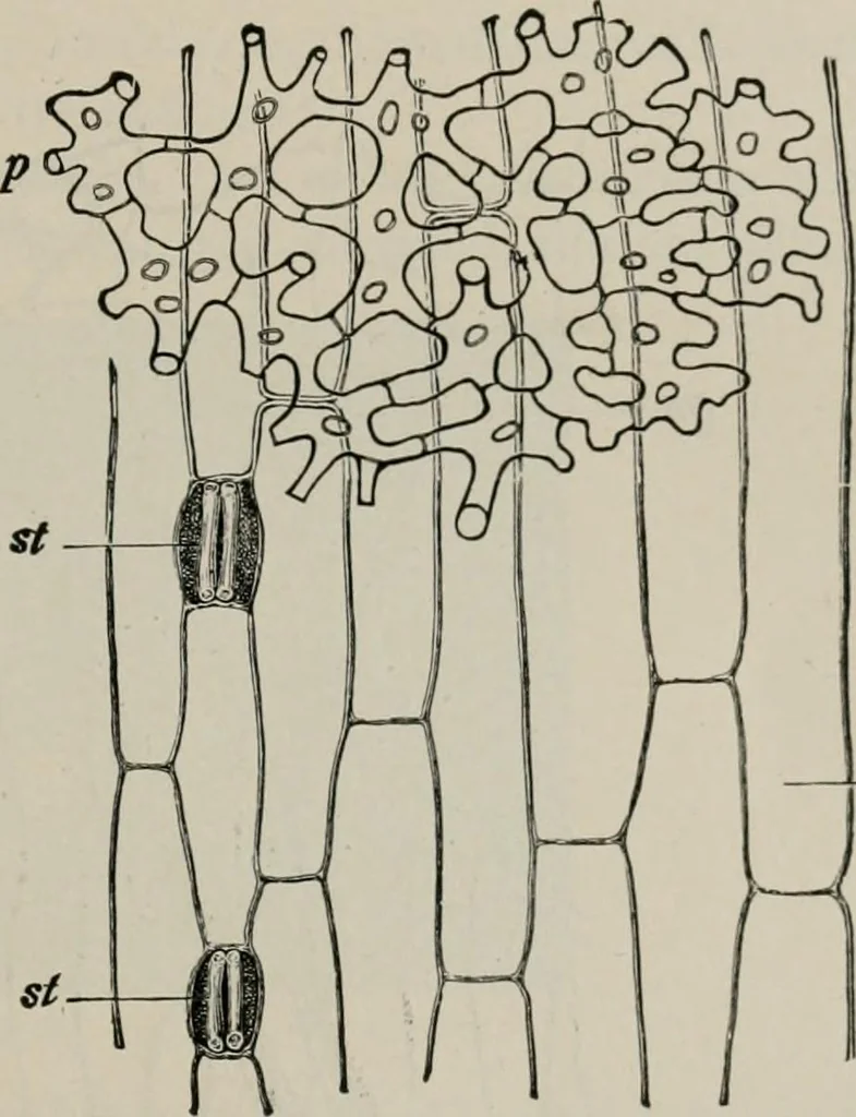 An illustration from The microscopy of vegetable foods, with special reference to the detection of adulteration and the diagnosis of mixtures, 1916, leaf 134