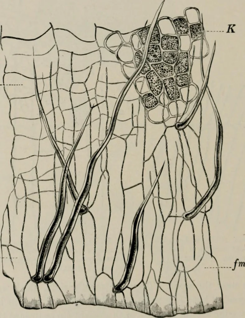 An illustration from The microscopy of vegetable foods, with special reference to the detection of adulteration and the diagnosis of mixtures, 1916, leaf 135