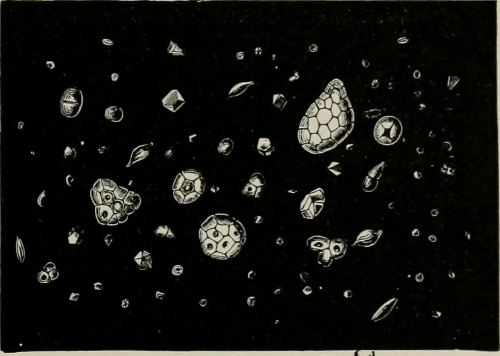 An illustration from The microscopy of vegetable foods, with special reference to the detection of adulteration and the diagnosis of mixtures, 1916, leaf 136