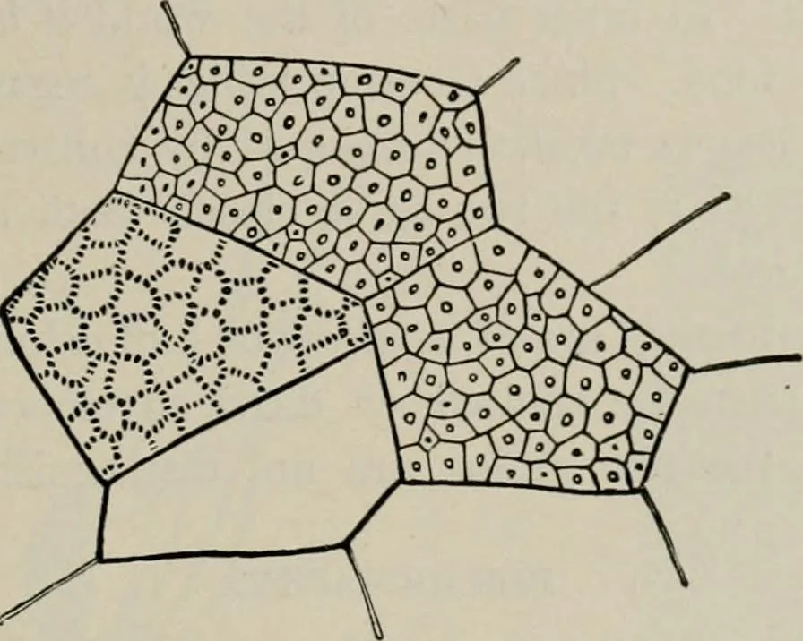 An illustration from The microscopy of vegetable foods, with special reference to the detection of adulteration and the diagnosis of mixtures, 1916, leaf 138