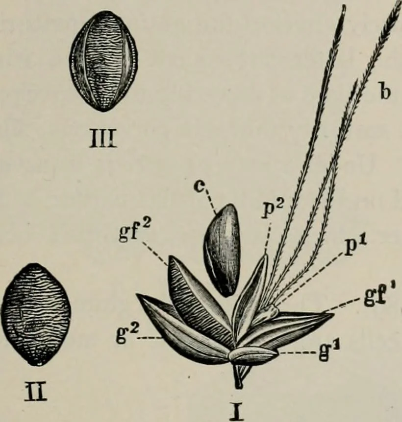 An illustration from The microscopy of vegetable foods, with special reference to the detection of adulteration and the diagnosis of mixtures, 1916, leaf 140