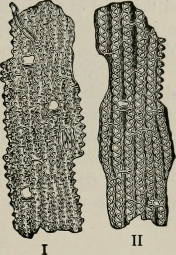 An illustration from The microscopy of vegetable foods, with special reference to the detection of adulteration and the diagnosis of mixtures, 1916, leaf 140