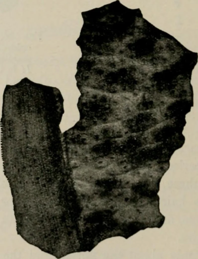 An illustration from The microscopy of vegetable foods, with special reference to the detection of adulteration and the diagnosis of mixtures, 1916, leaf 141
