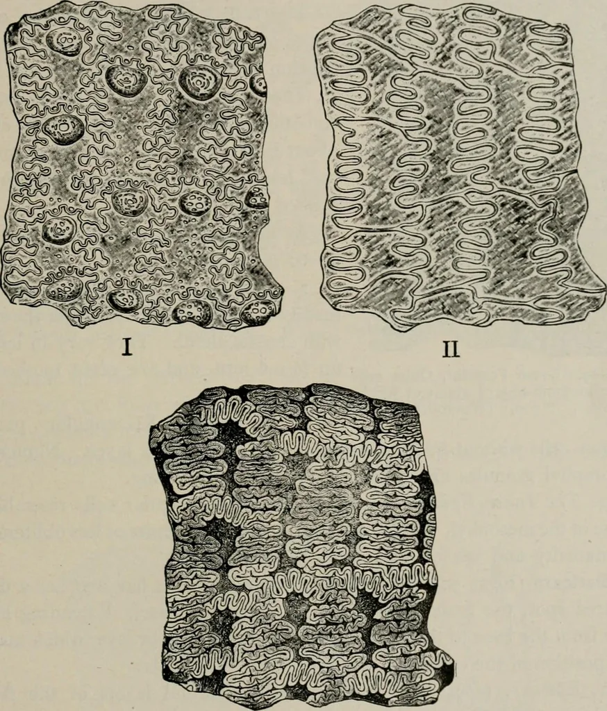 An illustration from The microscopy of vegetable foods, with special reference to the detection of adulteration and the diagnosis of mixtures, 1916, leaf 142