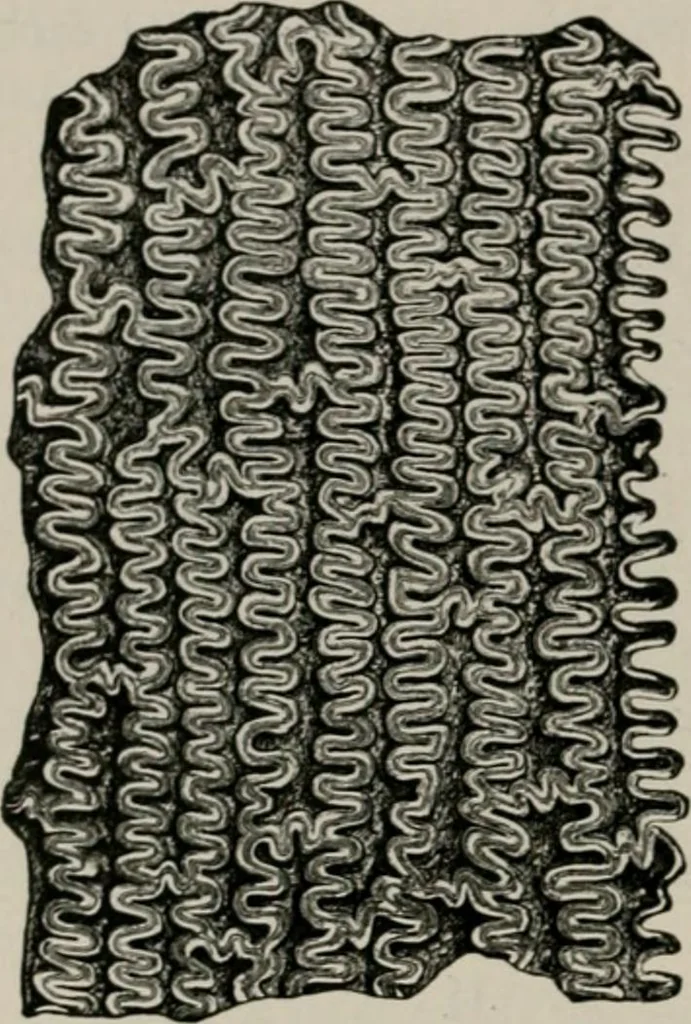 An illustration from The microscopy of vegetable foods, with special reference to the detection of adulteration and the diagnosis of mixtures, 1916, leaf 143