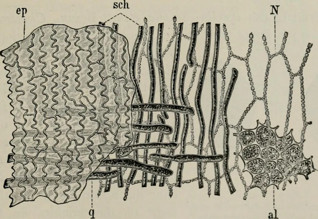 An illustration from The microscopy of vegetable foods, with special reference to the detection of adulteration and the diagnosis of mixtures, 1916, leaf 144