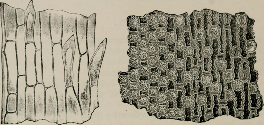An illustration from The microscopy of vegetable foods, with special reference to the detection of adulteration and the diagnosis of mixtures, 1916, leaf 147