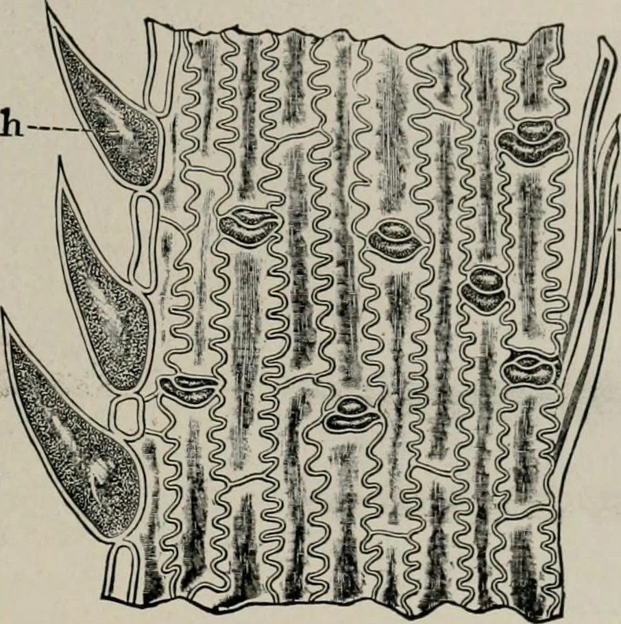 An illustration from The microscopy of vegetable foods, with special reference to the detection of adulteration and the diagnosis of mixtures, 1916, leaf 148