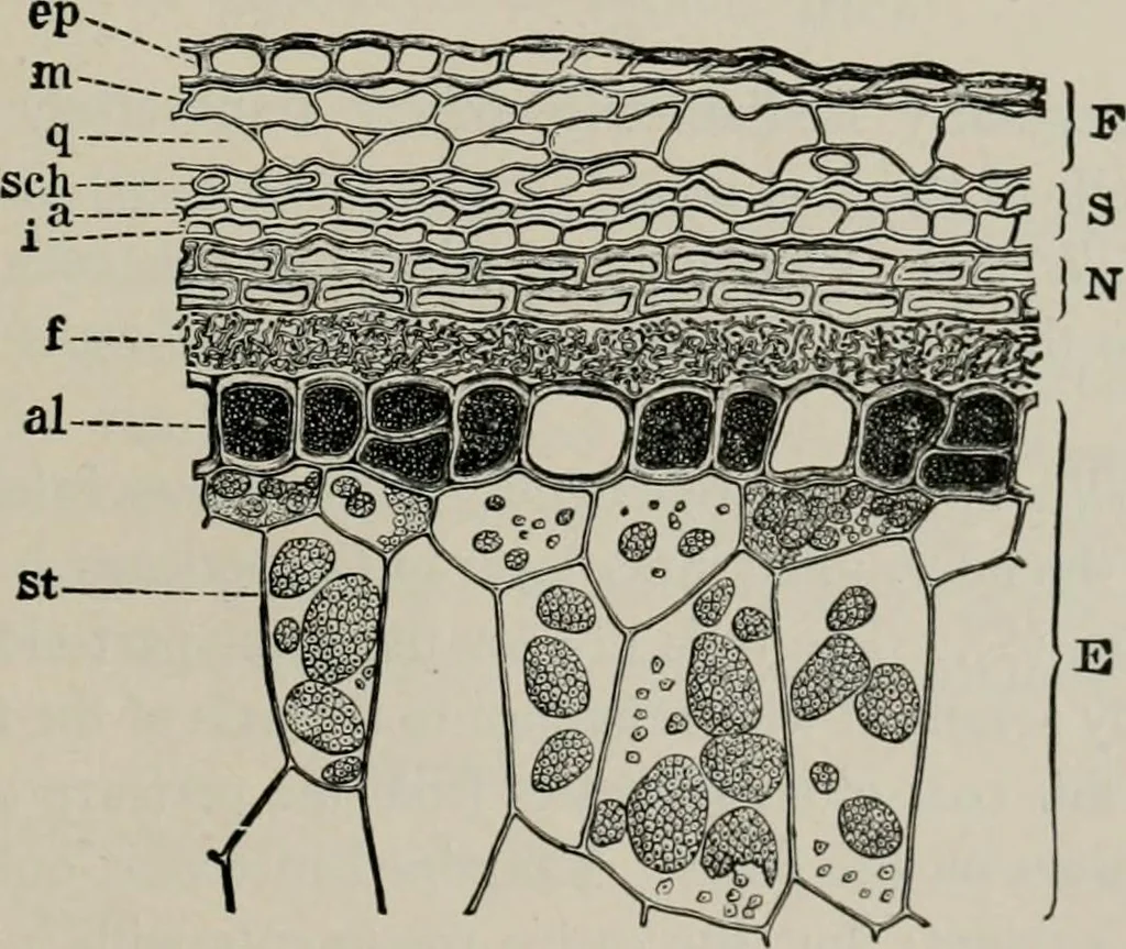 An illustration from The microscopy of vegetable foods, with special reference to the detection of adulteration and the diagnosis of mixtures, 1916, leaf 148