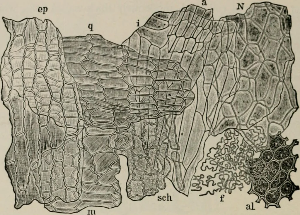An illustration from The microscopy of vegetable foods, with special reference to the detection of adulteration and the diagnosis of mixtures, 1916, leaf 149