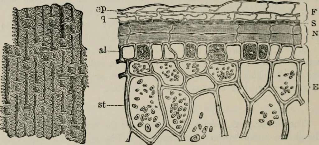 An illustration from The microscopy of vegetable foods, with special reference to the detection of adulteration and the diagnosis of mixtures, 1916, leaf 151