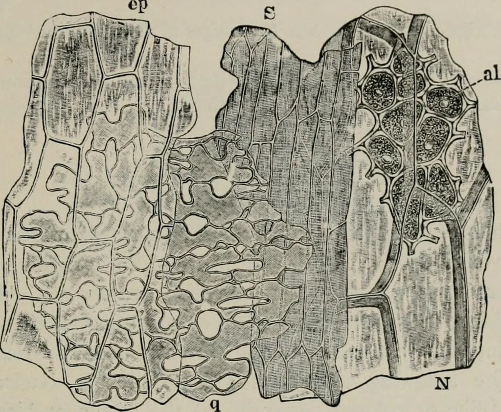 An illustration from The microscopy of vegetable foods, with special reference to the detection of adulteration and the diagnosis of mixtures, 1916, leaf 152