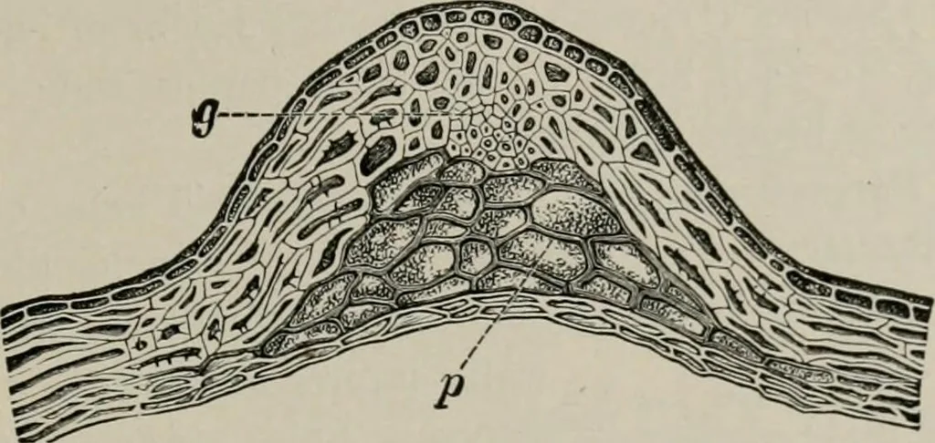 An illustration from The microscopy of vegetable foods, with special reference to the detection of adulteration and the diagnosis of mixtures, 1916, leaf 154