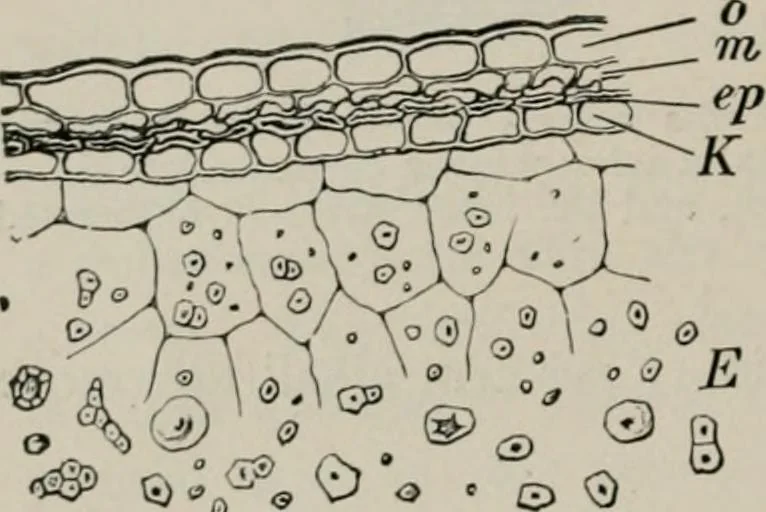 An illustration from The microscopy of vegetable foods, with special reference to the detection of adulteration and the diagnosis of mixtures, 1916, leaf 155