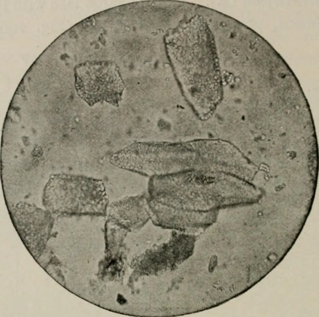 An illustration from The microscopy of vegetable foods, with special reference to the detection of adulteration and the diagnosis of mixtures, 1916, leaf 157