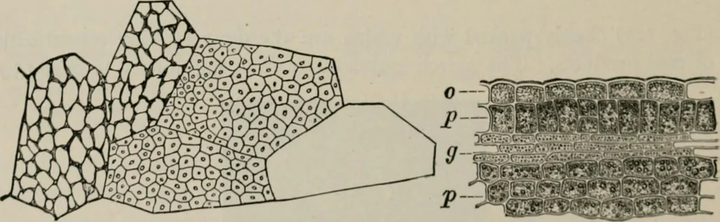 An illustration from The microscopy of vegetable foods, with special reference to the detection of adulteration and the diagnosis of mixtures, 1916, leaf 157