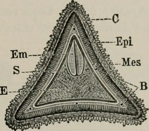 An illustration from The microscopy of vegetable foods, with special reference to the detection of adulteration and the diagnosis of mixtures, 1916, leaf 160
