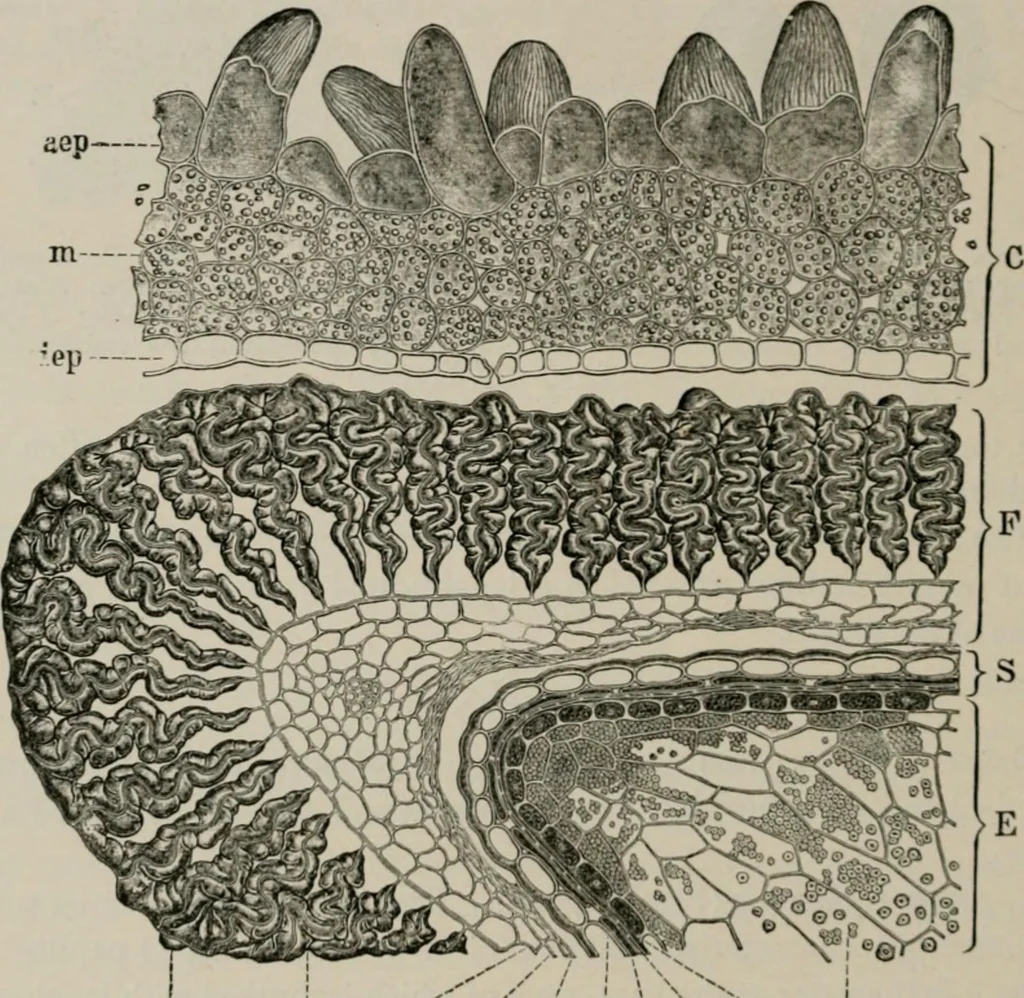 An illustration from The microscopy of vegetable foods, with special reference to the detection of adulteration and the diagnosis of mixtures, 1916, leaf 161
