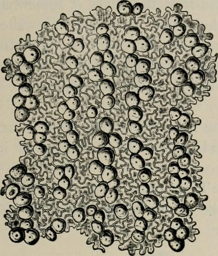 An illustration from The microscopy of vegetable foods, with special reference to the detection of adulteration and the diagnosis of mixtures, 1916, leaf 162