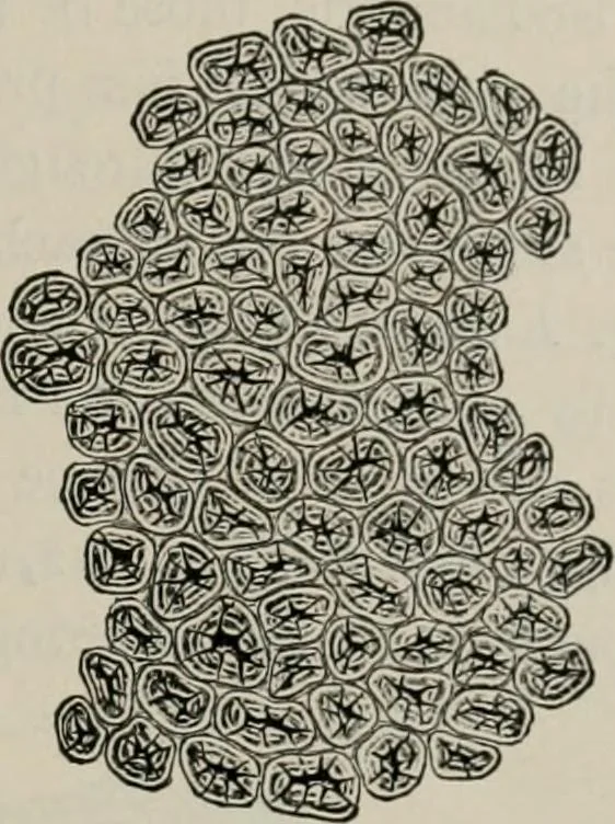 An illustration from The microscopy of vegetable foods, with special reference to the detection of adulteration and the diagnosis of mixtures, 1916, leaf 162
