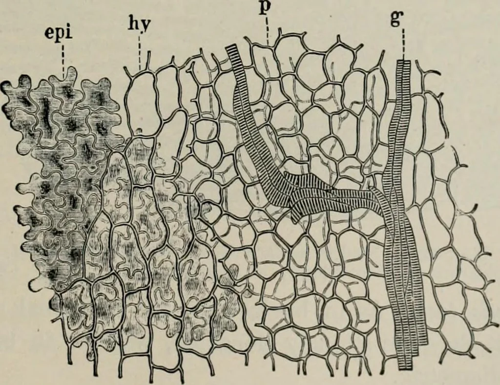 An illustration from The microscopy of vegetable foods, with special reference to the detection of adulteration and the diagnosis of mixtures, 1916, leaf 162