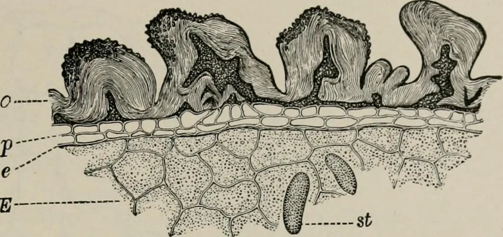 An illustration from The microscopy of vegetable foods, with special reference to the detection of adulteration and the diagnosis of mixtures, 1916, leaf 170