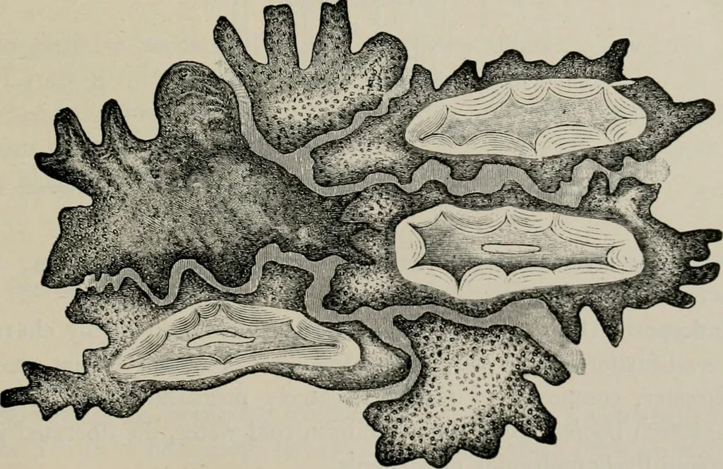 An illustration from The microscopy of vegetable foods, with special reference to the detection of adulteration and the diagnosis of mixtures, 1916, leaf 170