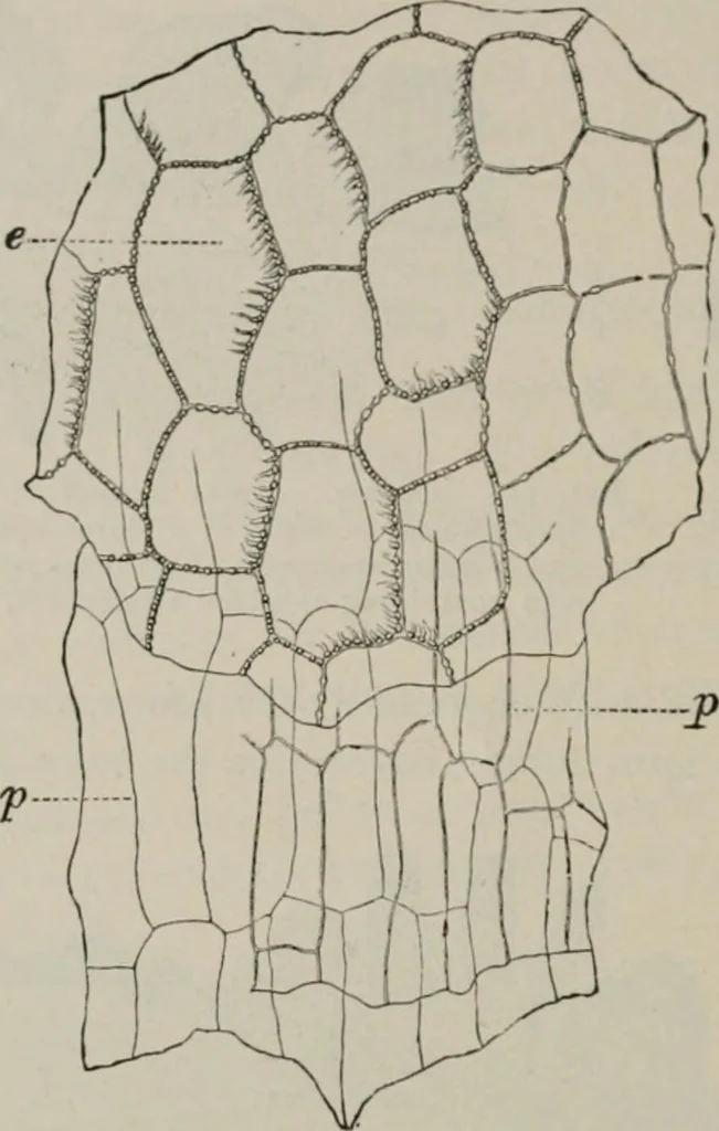 An illustration from The microscopy of vegetable foods, with special reference to the detection of adulteration and the diagnosis of mixtures, 1916, leaf 171
