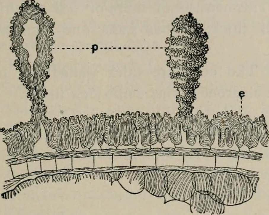An illustration from The microscopy of vegetable foods, with special reference to the detection of adulteration and the diagnosis of mixtures, 1916, leaf 174