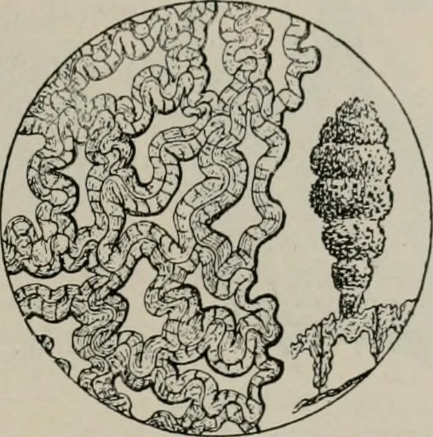 An illustration from The microscopy of vegetable foods, with special reference to the detection of adulteration and the diagnosis of mixtures, 1916, leaf 174