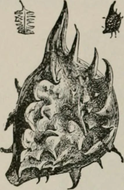 An illustration from The microscopy of vegetable foods, with special reference to the detection of adulteration and the diagnosis of mixtures, 1916, leaf 175