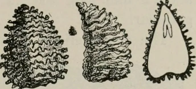 An illustration from The microscopy of vegetable foods, with special reference to the detection of adulteration and the diagnosis of mixtures, 1916, leaf 176