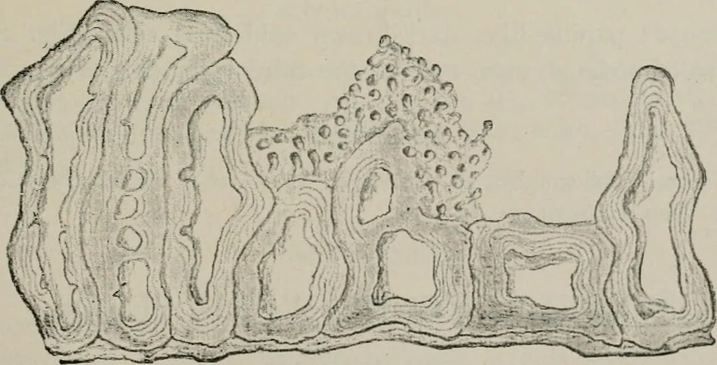 An illustration from The microscopy of vegetable foods, with special reference to the detection of adulteration and the diagnosis of mixtures, 1916, leaf 176