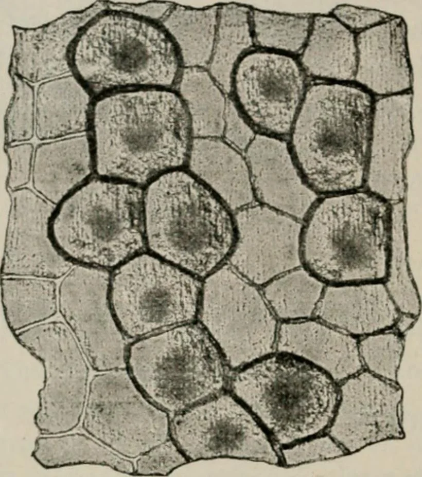 An illustration from The microscopy of vegetable foods, with special reference to the detection of adulteration and the diagnosis of mixtures, 1916, leaf 177