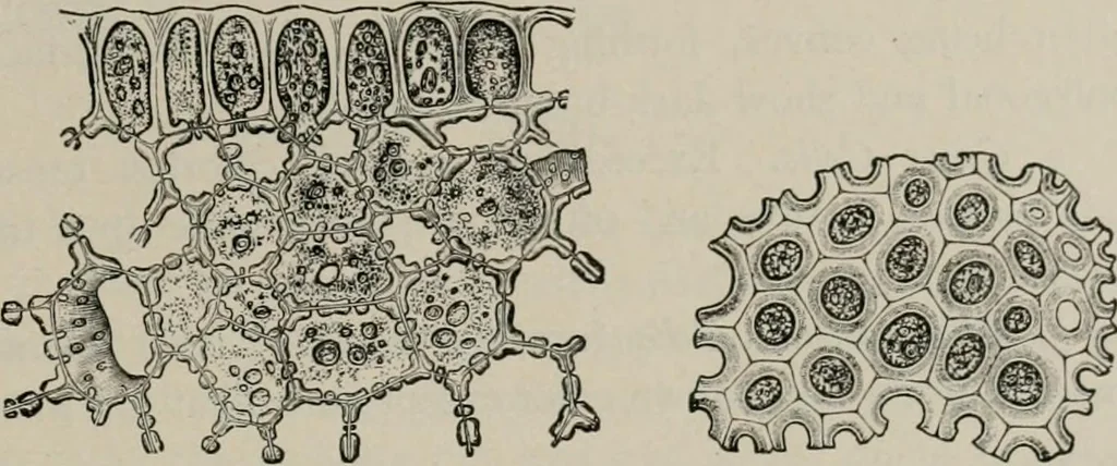 An illustration from The microscopy of vegetable foods, with special reference to the detection of adulteration and the diagnosis of mixtures, 1916, leaf 178