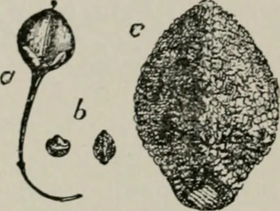 An illustration from The microscopy of vegetable foods, with special reference to the detection of adulteration and the diagnosis of mixtures, 1916, leaf 179