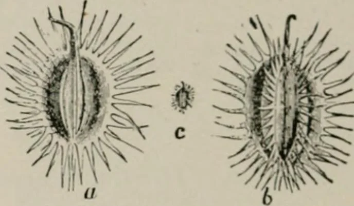 An illustration from The microscopy of vegetable foods, with special reference to the detection of adulteration and the diagnosis of mixtures, 1916, leaf 179