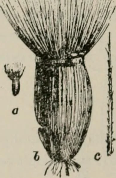 An illustration from The microscopy of vegetable foods, with special reference to the detection of adulteration and the diagnosis of mixtures, 1916, leaf 181